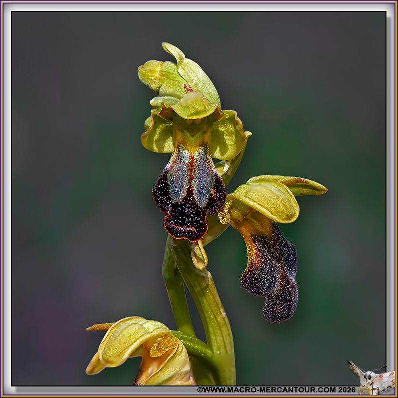 Ophrys des lupercales
